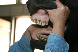 horse teeth